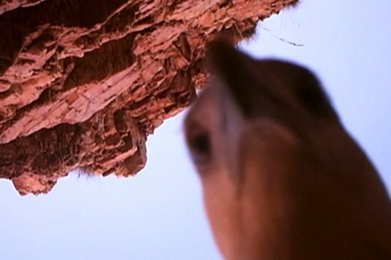 澳大利亚海鹰偷走摄像机淘气玩“自拍”（图）