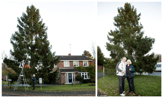英夫妇搬家种下圣诞小树35年后成参天大树（图）