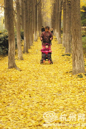 受冷空气影响，朝晖公园银杏叶纷纷落下，铺成了金黄色的路。 记者 方晟 摄