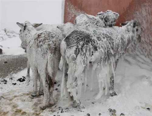 土耳其5只驴被雪覆盖长“冰柱”互相依偎取暖