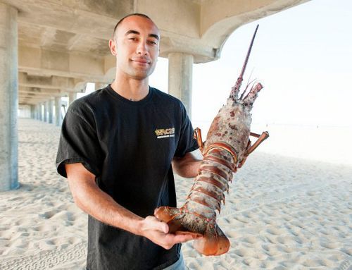 美国加州男子阿里在该州海域捕捉到一只重达18磅（约8.16公斤）的大龙虾。