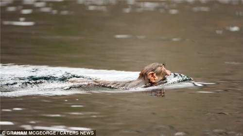 猴子在河流中游泳，前往对岸。