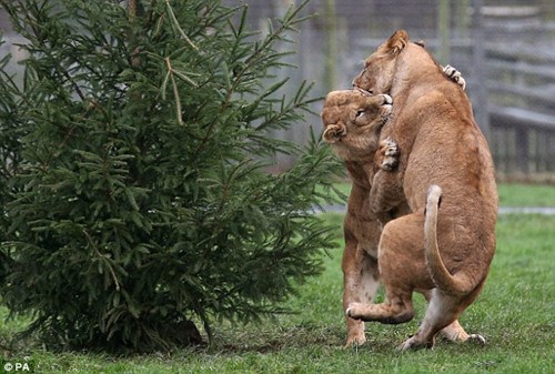 利比和另一只母狮马卡鲁在圣诞树旁玩耍打闹。