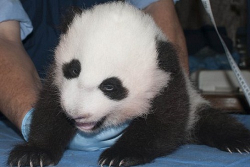 美国华盛顿动物园新生小熊猫满百天获名“宝宝”