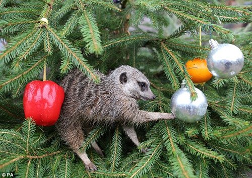 动物园也给猫鼬准备了礼物，它的食物藏在树上的装饰物里。