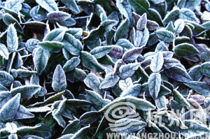 11月30日早晨，西湖景区部分木栈道、草坪和茶树上积了一层霜。 快拍小友 长江 摄 