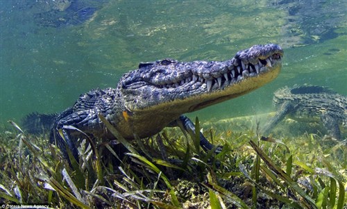 鳄鱼趴在水草上，露出锋利的牙齿。