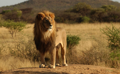 研究称西非狮子濒临绝种因农地侵蚀其栖息地