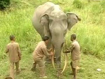 印度73岁大象寿终正寝象群悲鸣泪眼相送（图）