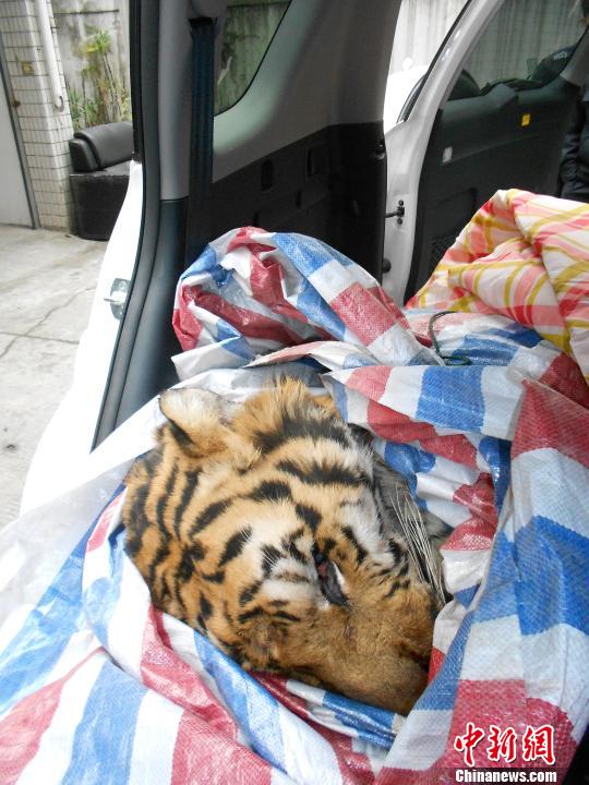 温州警方查获一只疑似东北虎经检查老虎已死（图）