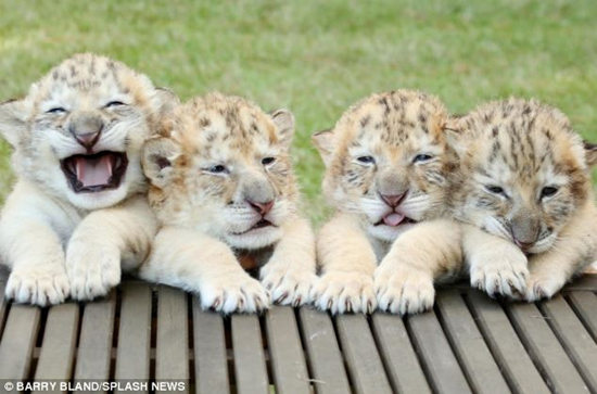 世界首个白狮虎4胞胎出生个性不同会卖萌（图）
