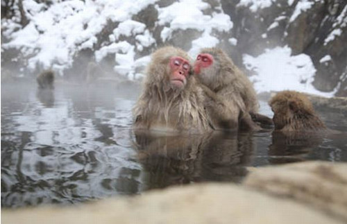 天寒地冻日本猕猴集体泡温泉御寒（图）