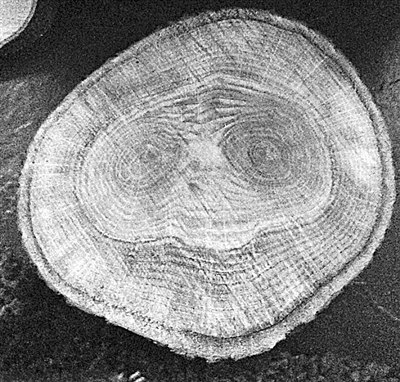 外乡人ET回地球？多次被发现在英国树干中留照片