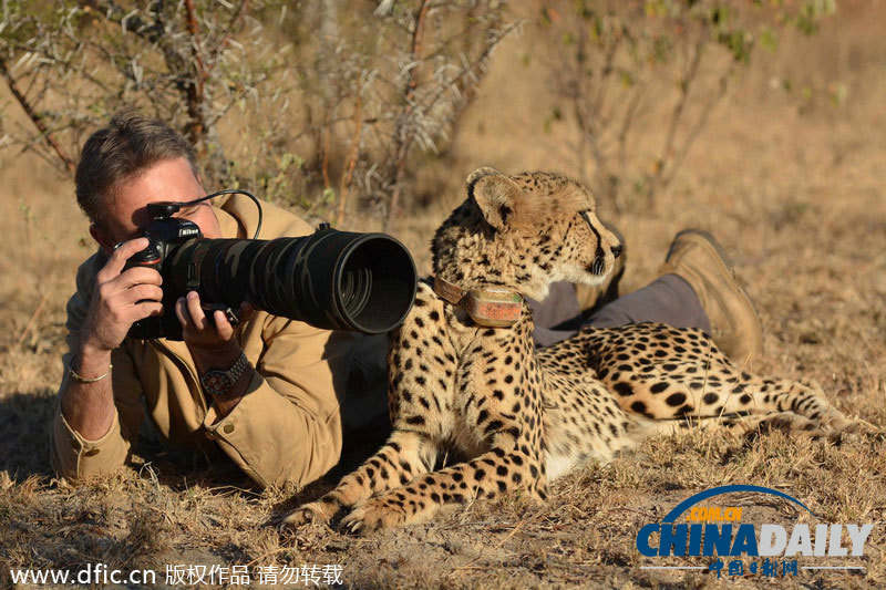 南非猎豹依偎在摄影师身边 好奇看取景器让摸头