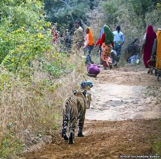 印度吃人老虎被击毙3名女性遇害引发当地恐慌