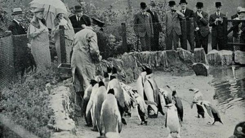 爱丁堡动物园企鹅家族满百年形态可掬游客最爱