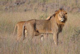 肯尼亚国家公园防狮子乱跑扰民将为其安警报器