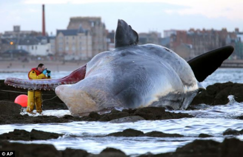 英国动物保护机构的人员正在对鲸鱼进行拍照。