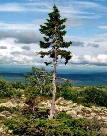 瑞典中部发现世界最古老树木 9500岁还在继续生长