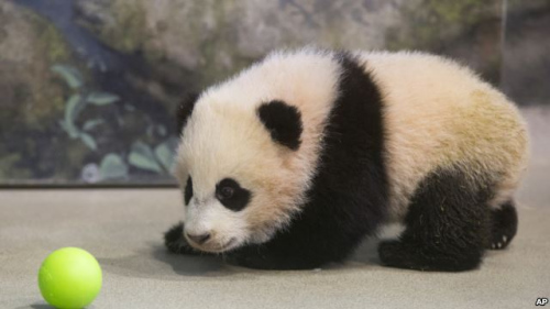 美国动物园熊猫幼仔将见客园方邀会员先睹为快